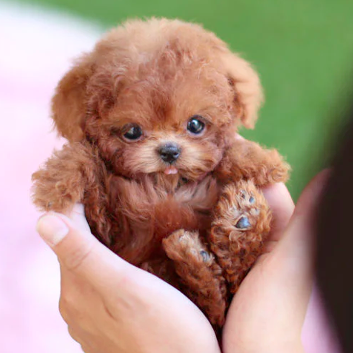 "Interactieve pluche robot hondenspeeltje, schattige levensechte puppy met zachte pluche, ideaal voor kinderen en volwassenen