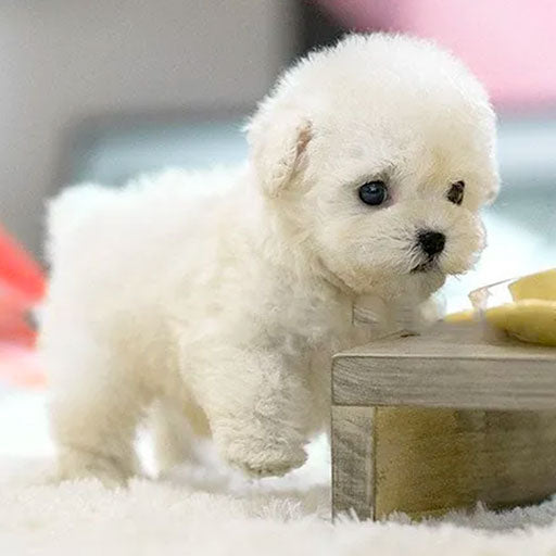 "Interactieve pluche robot hondenspeeltje, schattige levensechte puppy met zachte pluche, ideaal voor kinderen en volwassenen